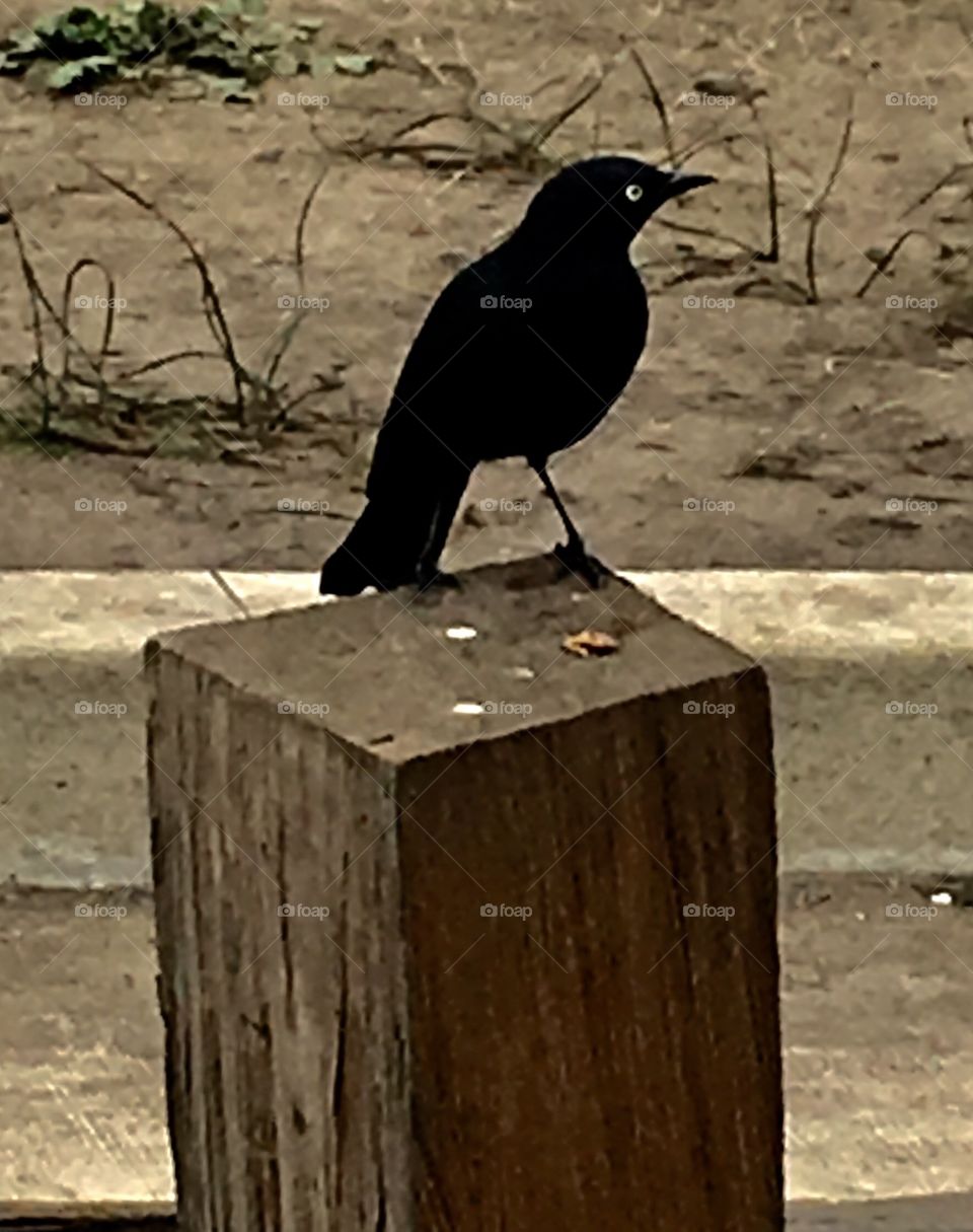 Black bird with violet eyes