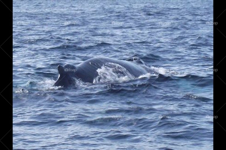 Whale Breaching Surface 1