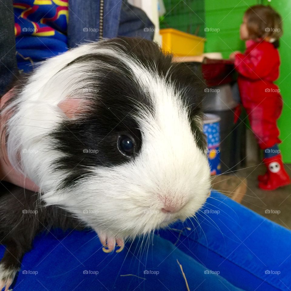 Guinea pig and child in home