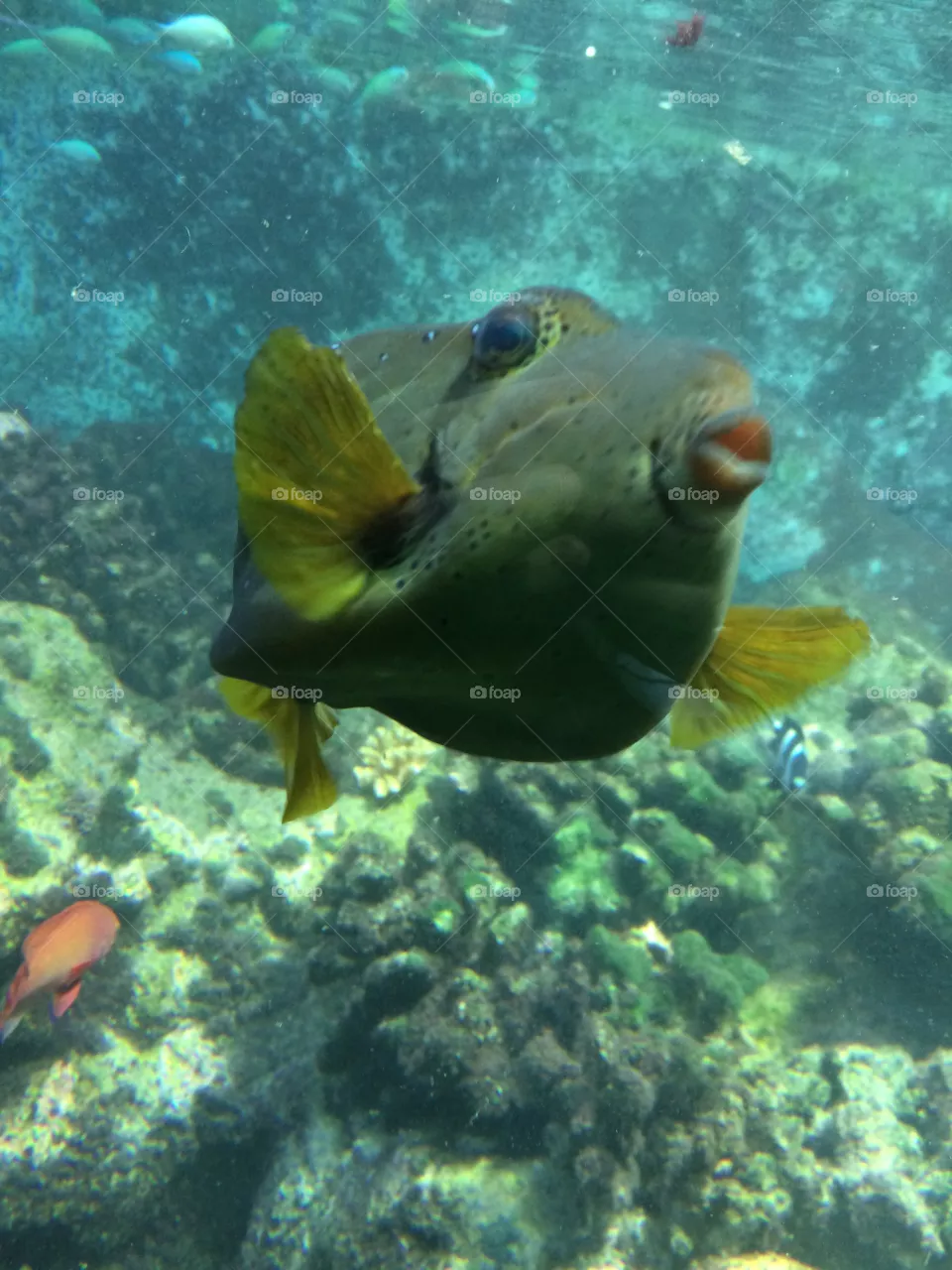 Fish