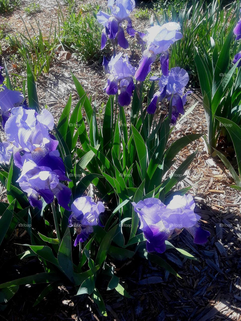 Purple Iris Flowers Garden