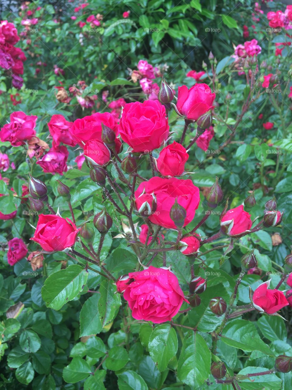 Polyanthas rosa