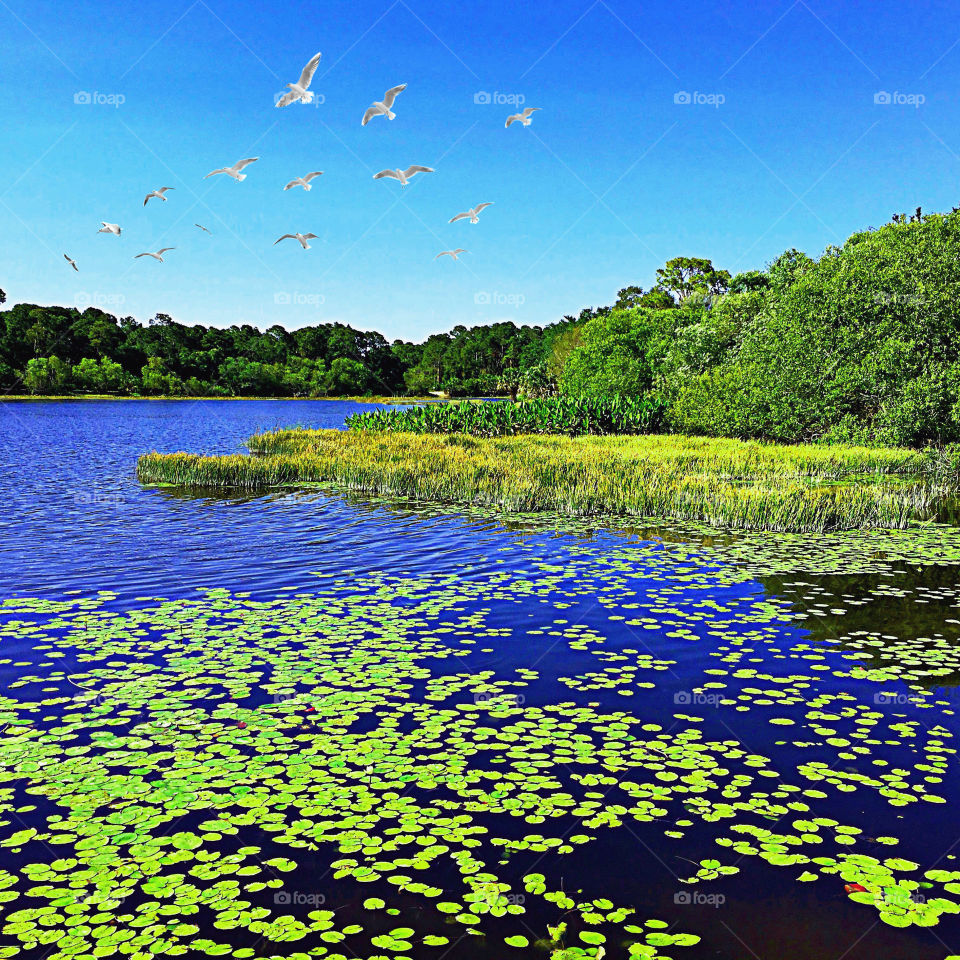 Lakeside view