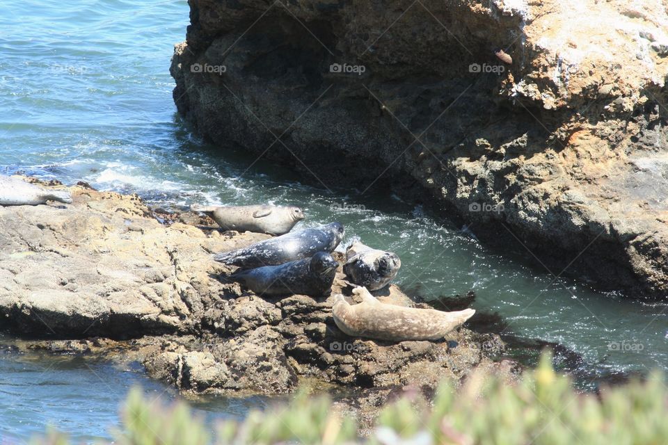 Harbor seals