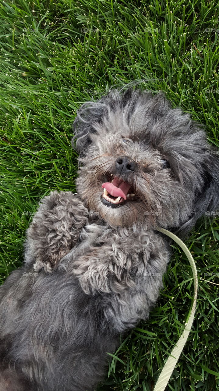 Puppy lying on back on grass