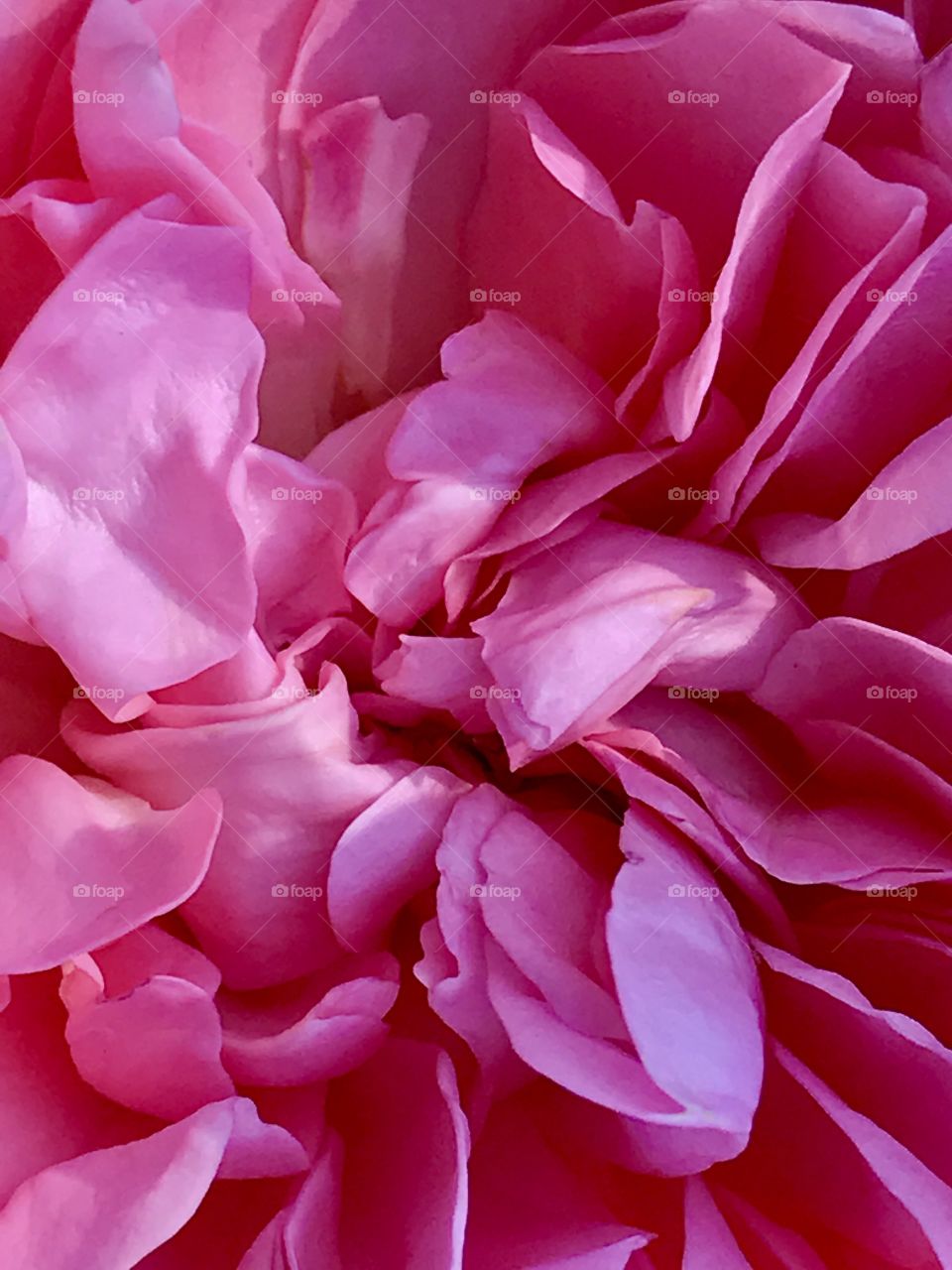 Flower 
Pink
