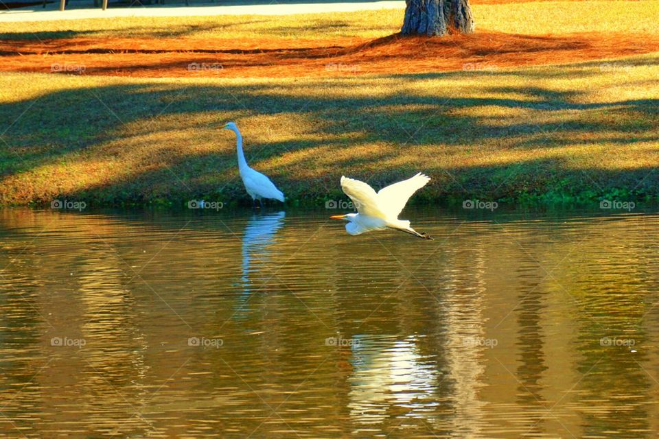 Egrets1