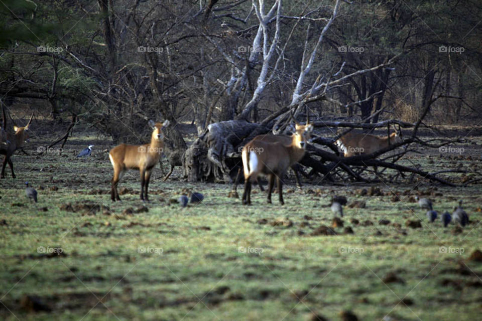 My first experience in filming wildlife in Dandar Nature Reserve in Sudan