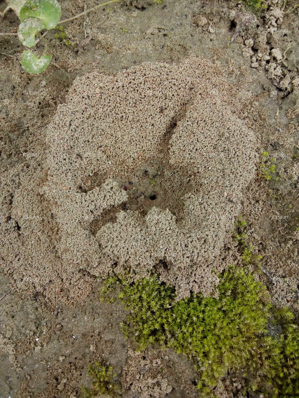 The ants are digging the soil and building the house.