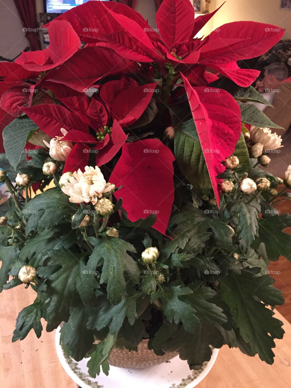 Beautiful red poinsettia plant with white mum flowers in a planter. 