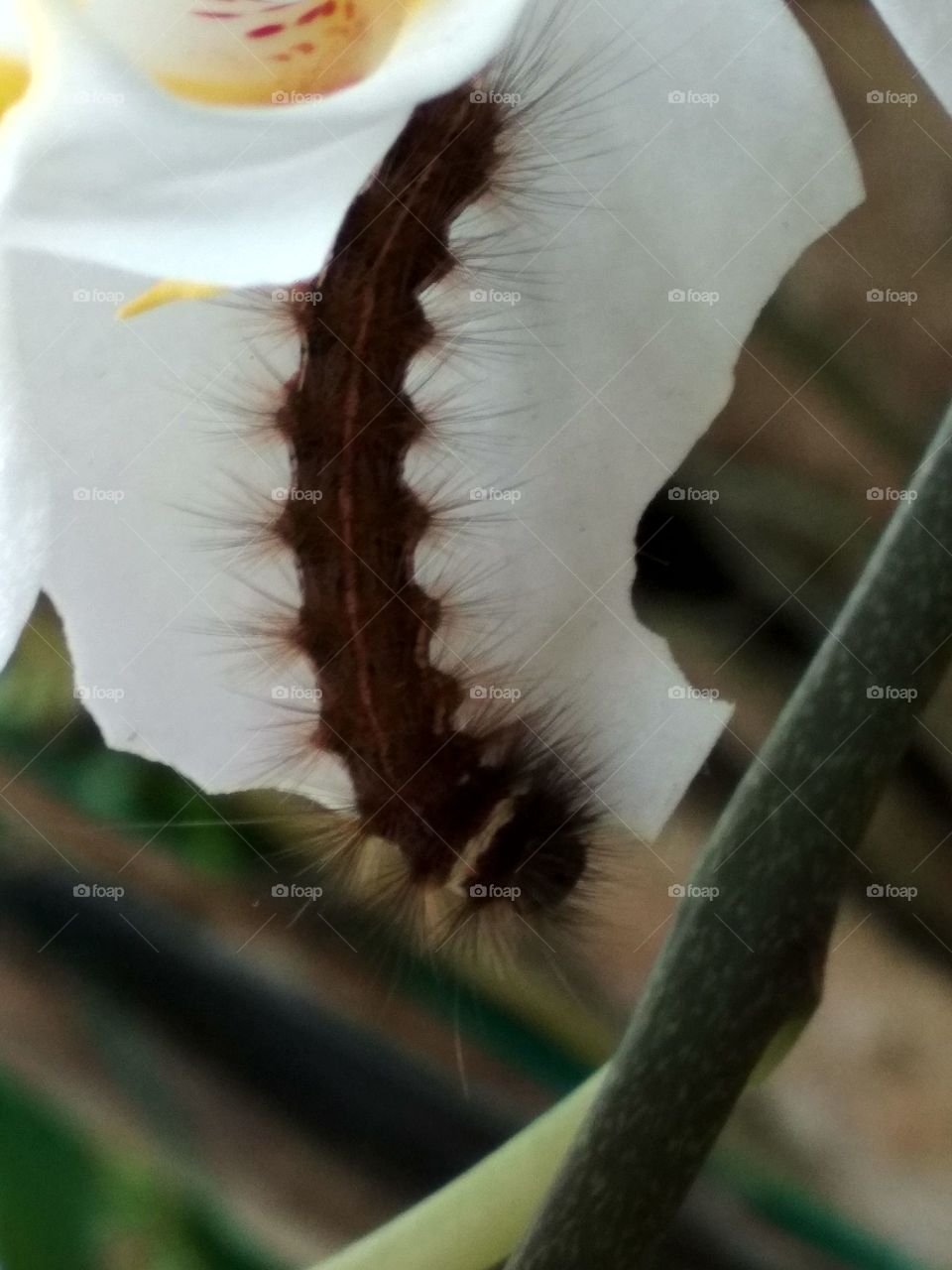 This hairy Caterpillar eating the petal