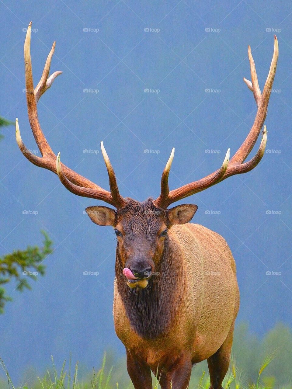 Elk in Alaska