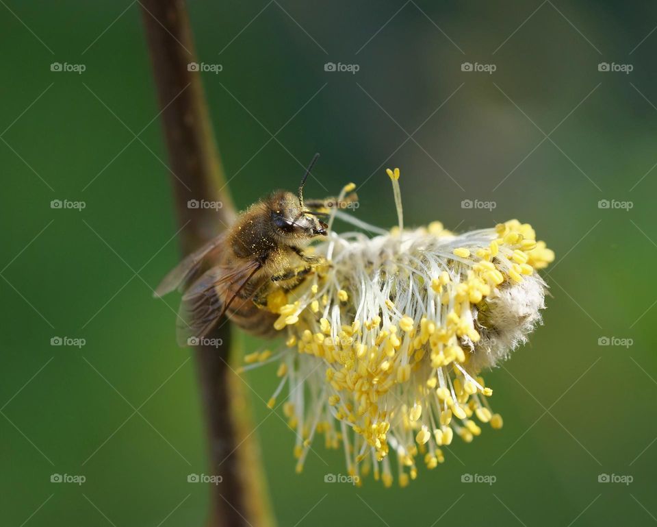 Bee searching for nectar