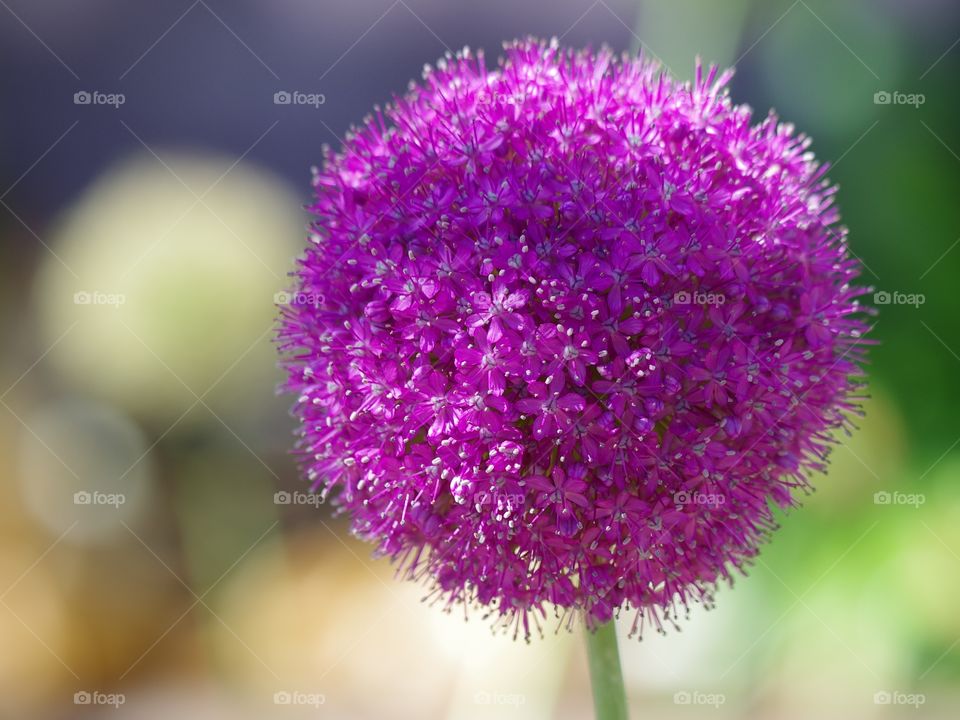 Bulbous flower