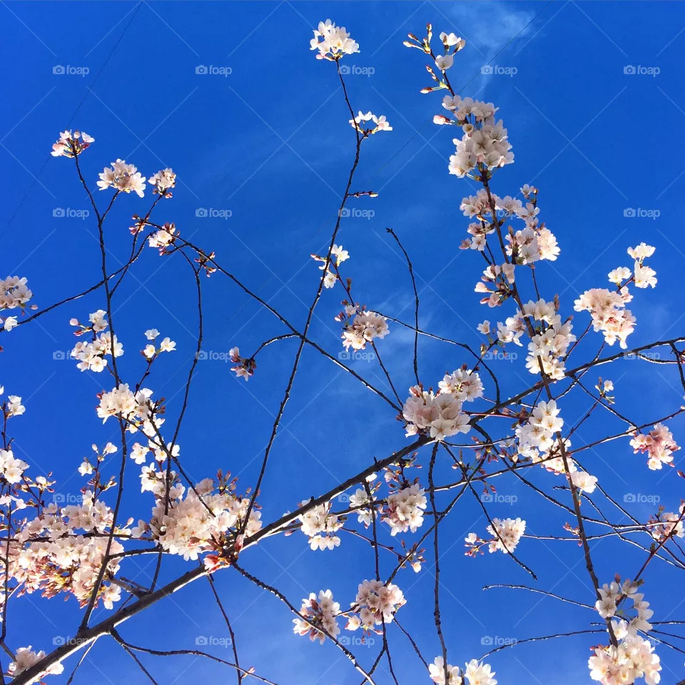 Spring