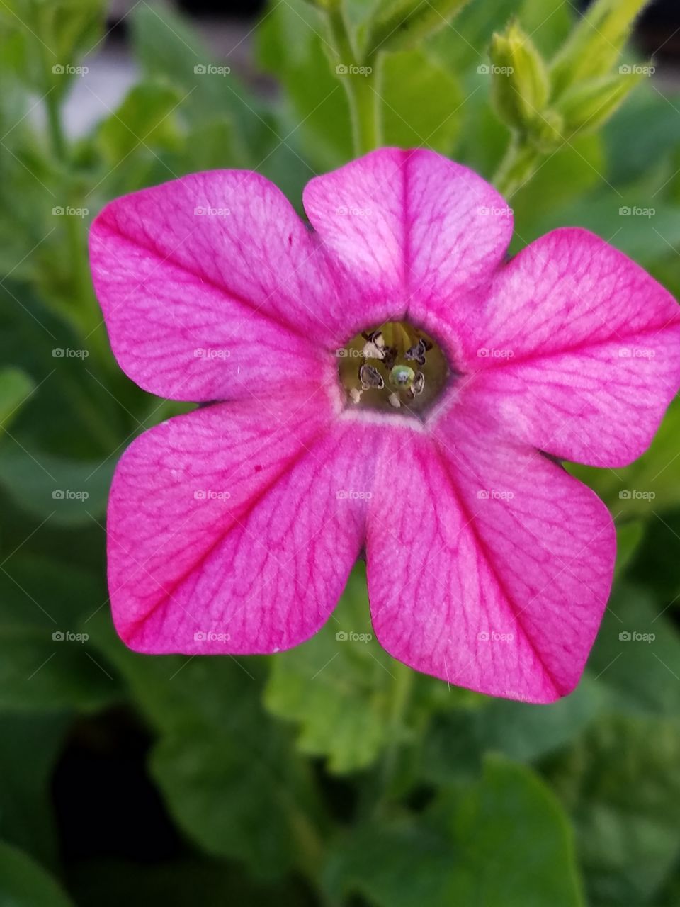 Pink Nicontia