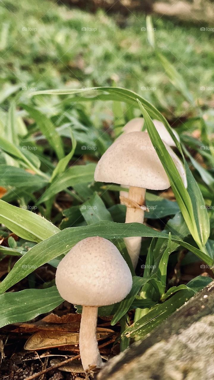 Fungus