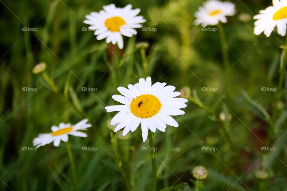 Wildflowers on a sunny day