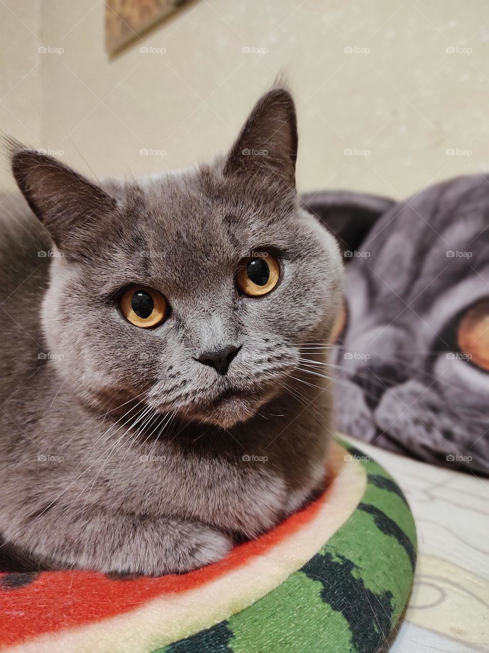 British gray cat listens intently