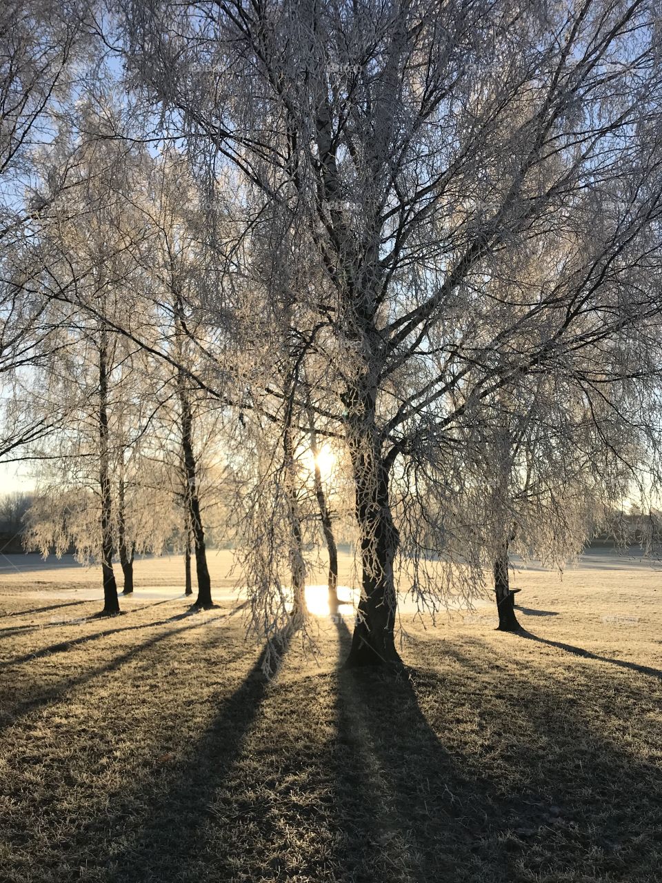 Sunny frost