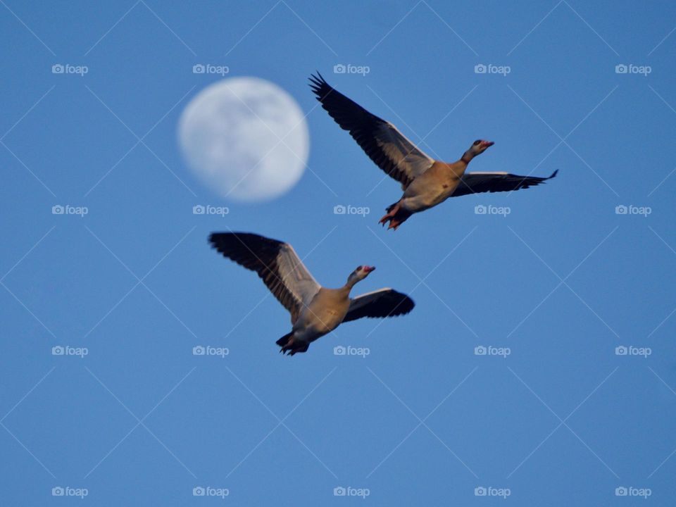 Flying geese against moon