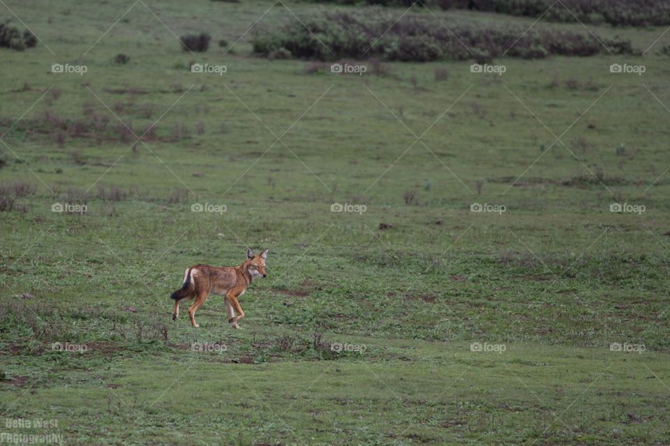 Ethiopian wolf 48