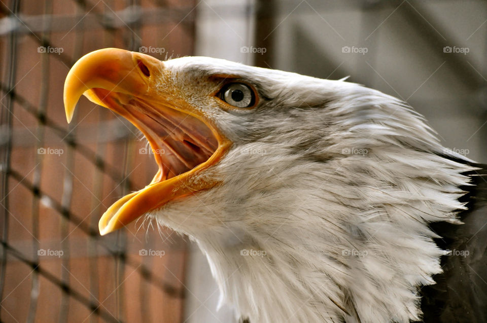 bird feathers eyes eagle by refocusphoto