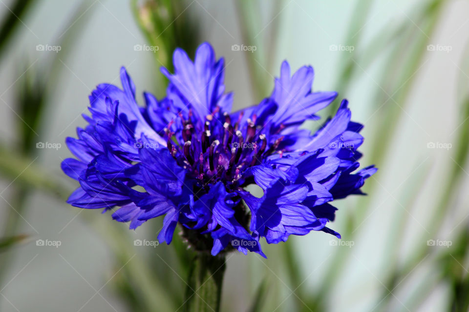 Cornflower, field flower, meadow flower, flower