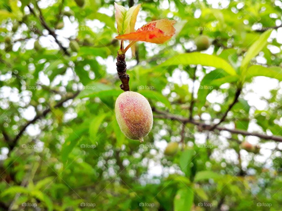 Lovely unripe peach, welcome spring time!