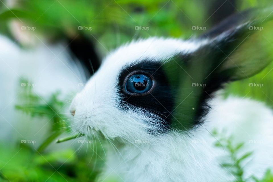 Cute Rabbit