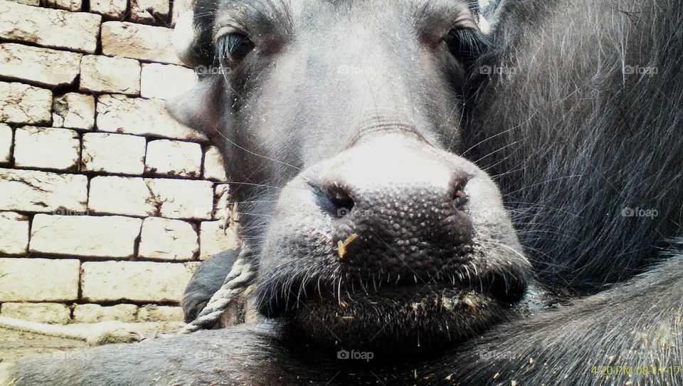 Very cute female calf in her sleepy and sad mood (but she is happy)