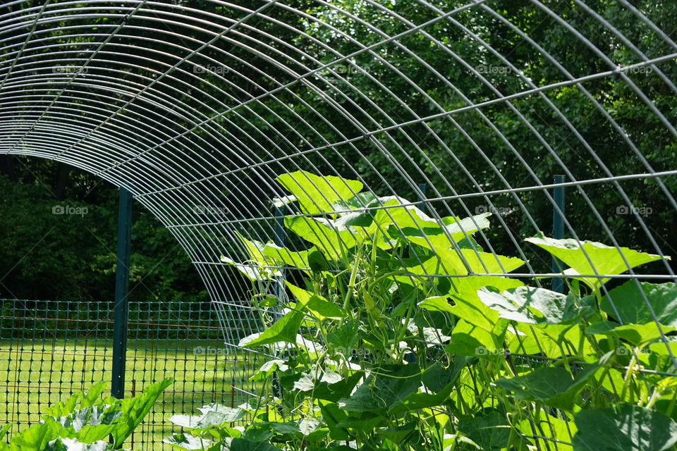 A garden squash trellis. 