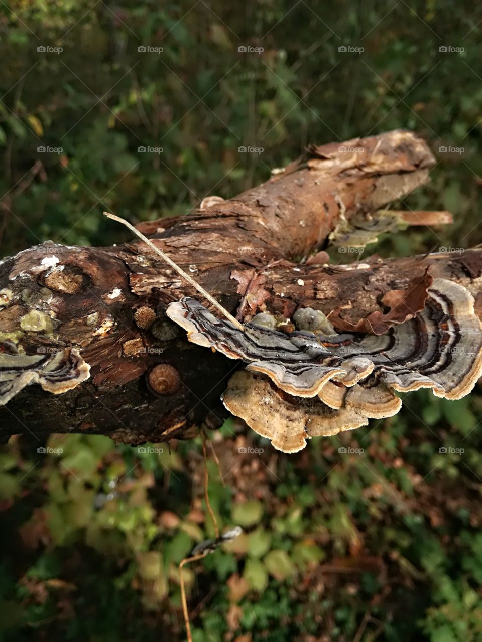 Fungus, Nature, Mushroom, Wood, Tree