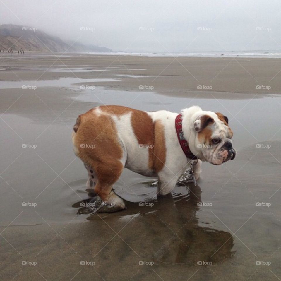 fort funston ocean beach english bulldog chubby by bulldoginspiration