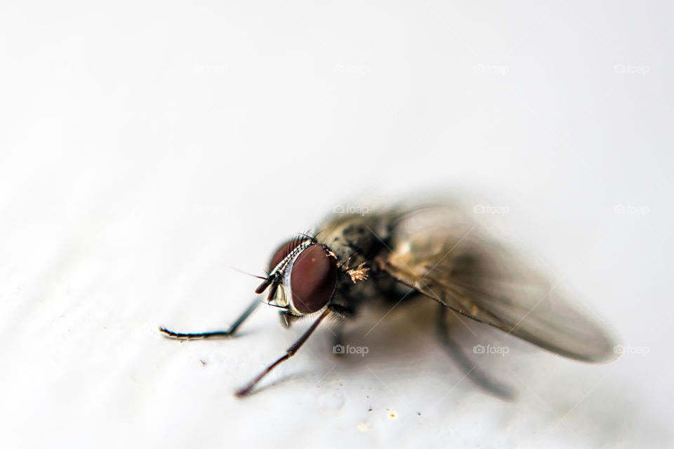 Super close macro shot of fly isolated against white background