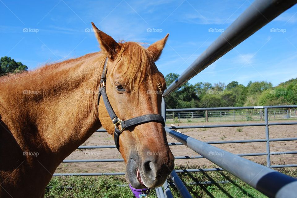 Horse with bridle