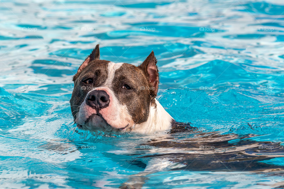 Dog swimming in the pool, natural instinct