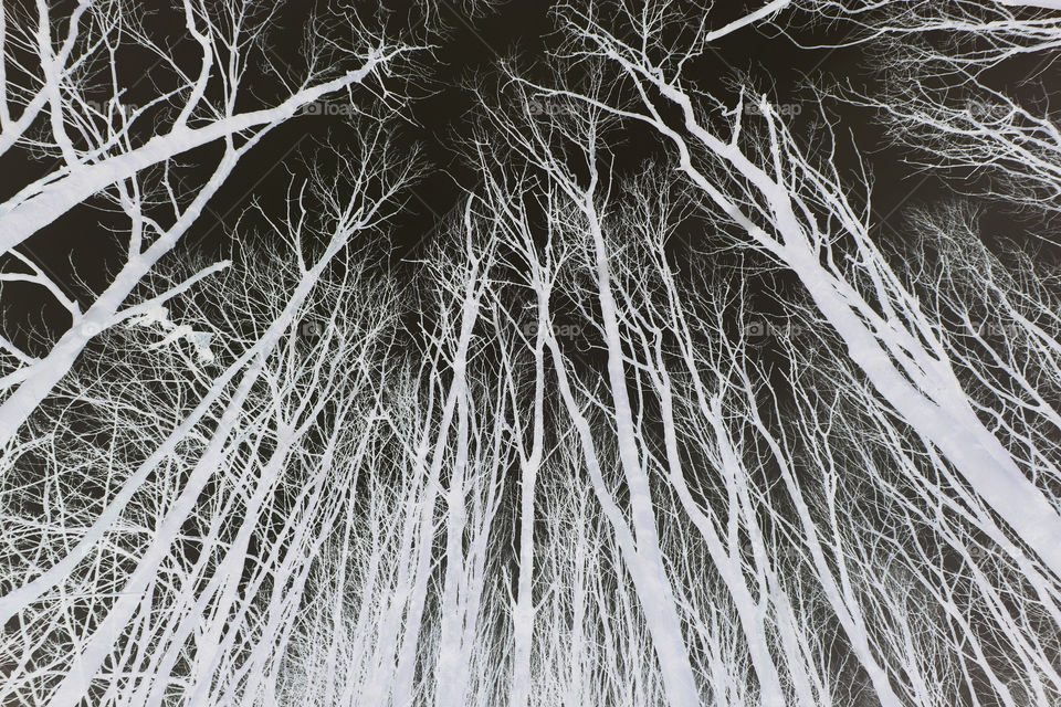 tree canopy negative image