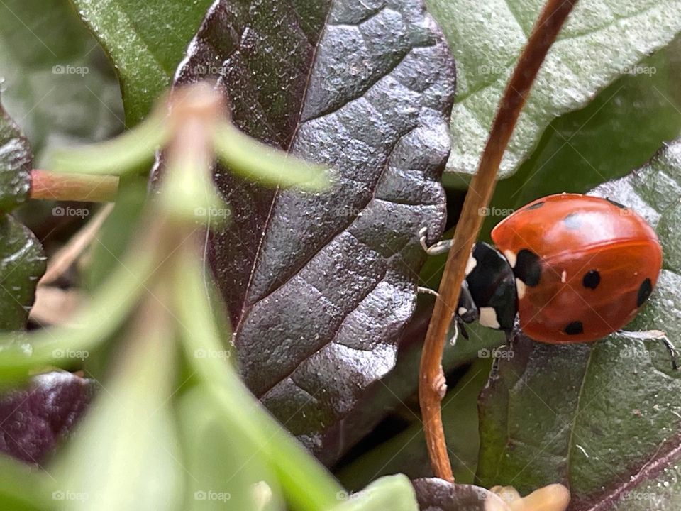 Ladybug among the autumn leaves...