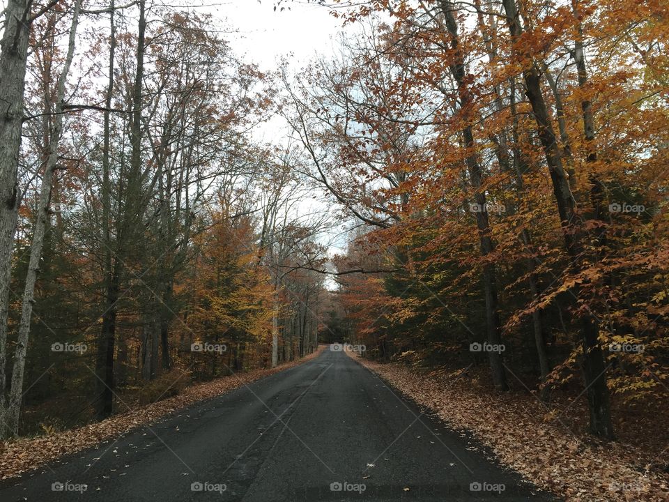 Autumn trees on roadside