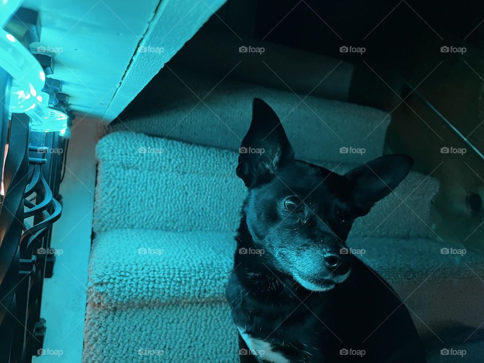 Dog in colored lighting