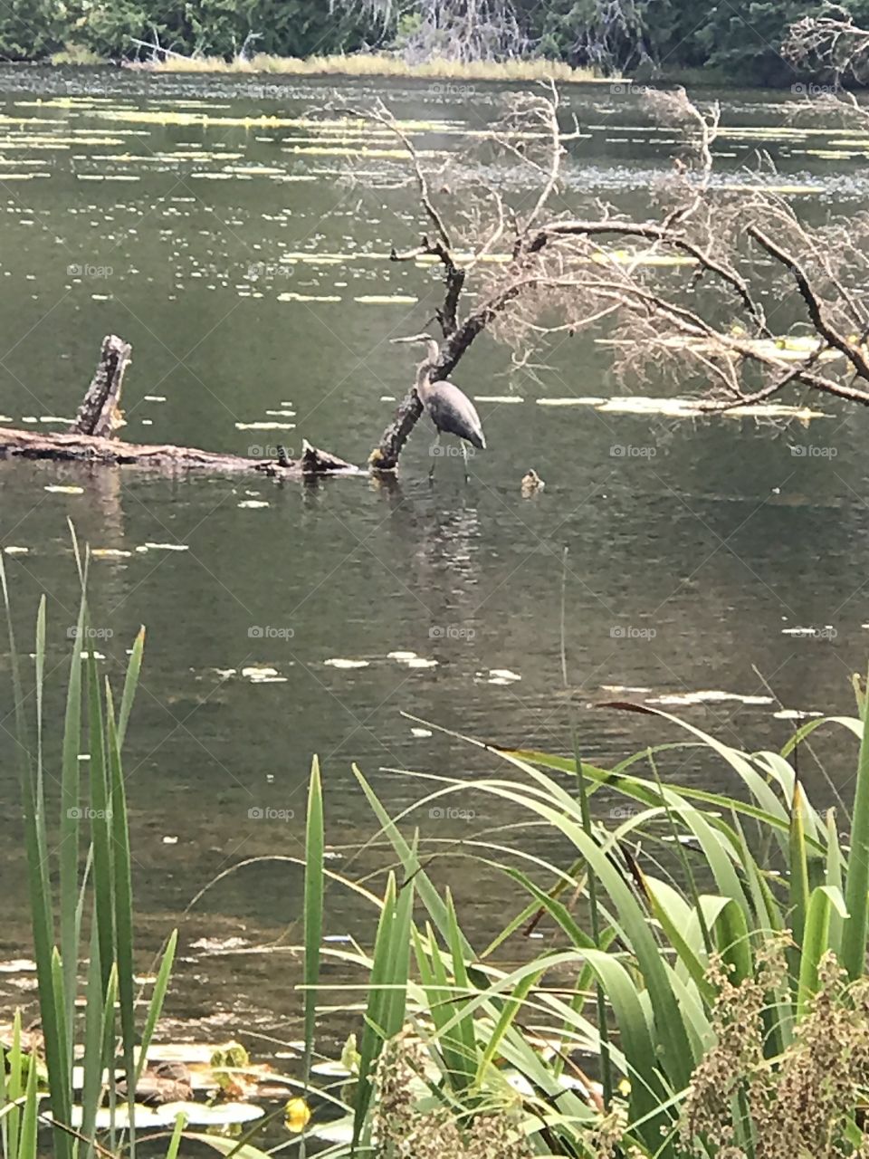 Heron bird in water