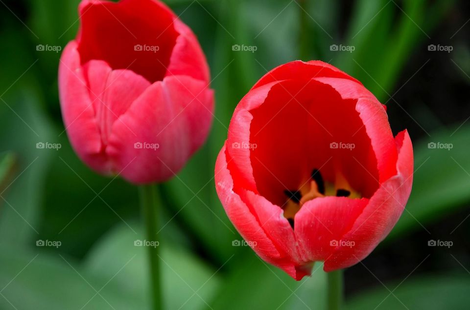 Red tulips