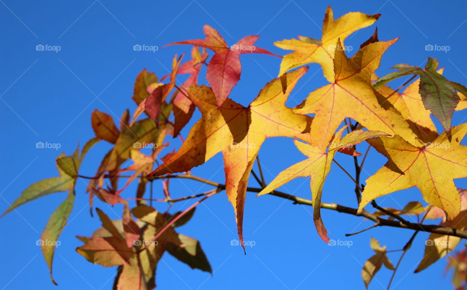 Autumn branch.