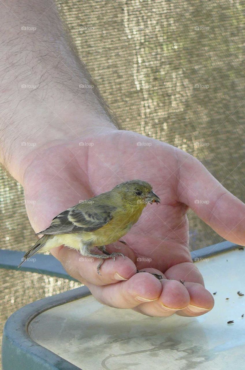 Bird in hand