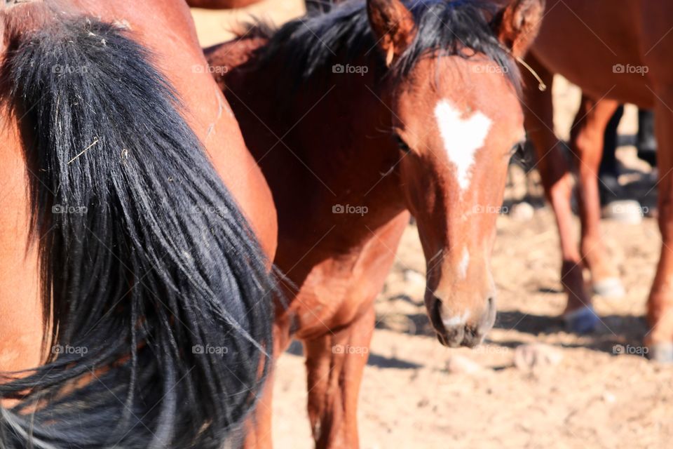 Wild American mustang colt with a heart-shaped mark blaze on forehead and standing beside mother mare in the herd 