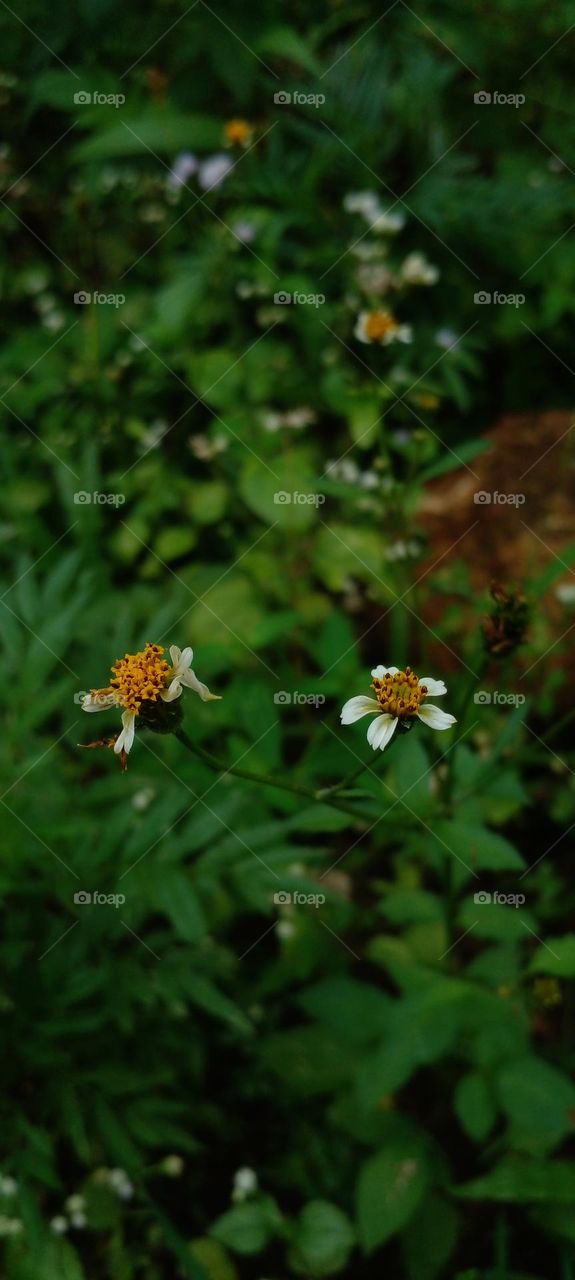 naturelove, flowers, beautiful, colorful, drak background, white, green