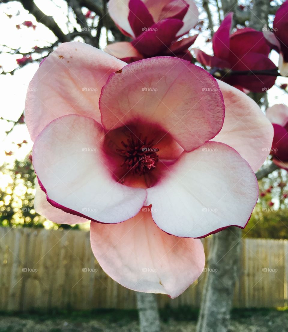 Tulip Tree
