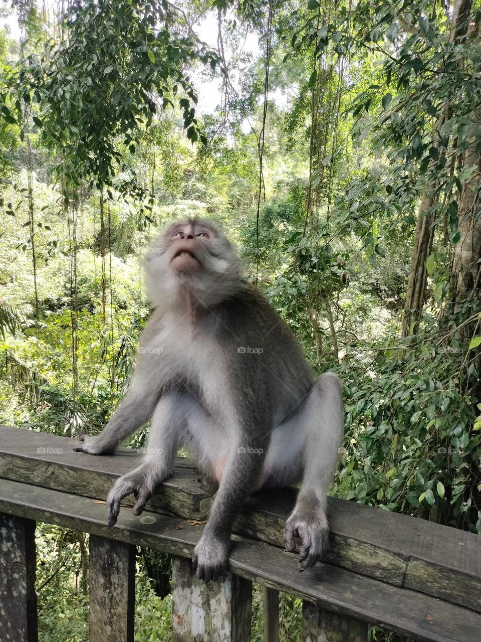 monkey pulling a funny face