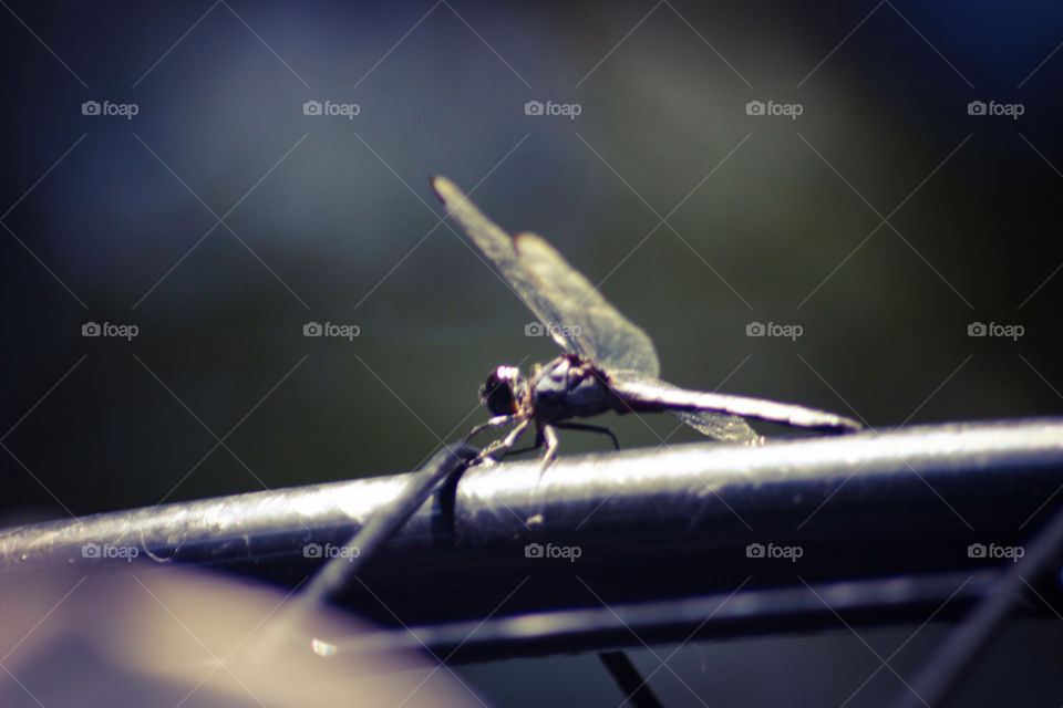 Dragonfly on pole